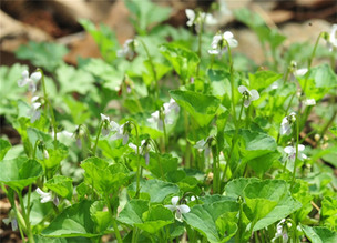 콩제비꽃 추출물, 모발 성장 및 탈모 억제 효과 확인
