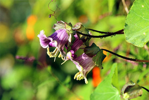 9월 2일 탄생화 '멕시칸아이비'의 꽃말과 의미는?