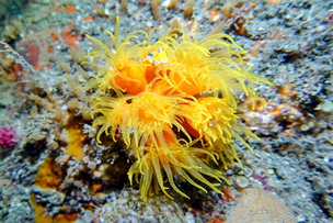 국내에서만 발견된 바닷속 황금꽃! 이달의 해양생물 '미립이분지돌산호'