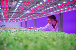 시그니파이코리아, '필립스 LED 식물조명'으로 국내 애그리테크 시장 진출