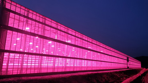 '필립스 LED 식물조명' 솔루션, 4,900평 규모 국내 스마트팜 유리온실에 적용