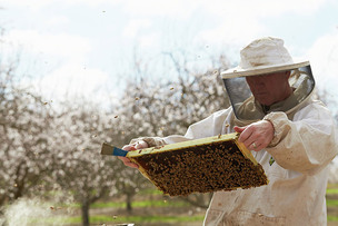멸종 위기 '꿀벌' 보호 노력의 결실! 캘리포니아 아몬드 농장 '꿀벌' 서식지 약 22% 확대