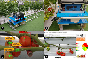 로봇&middot;AI로 수확 시기 예측&hellip;농촌진흥청, 토마토 생산량 예측 로봇 시스템 개발