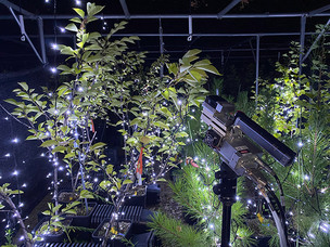 야간 LED 조명, 나무에 빛공해 유발&hellip;생장량 및 탄소저장량 감소 확인