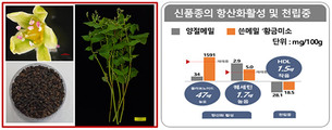 항당뇨&middot;항염증 효과! 루틴 함량 51배 높인 '쓴메밀' 신품종 출시