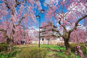때 묻지 않은 벚꽃 힐링, 일본 벚꽃 테마 여행