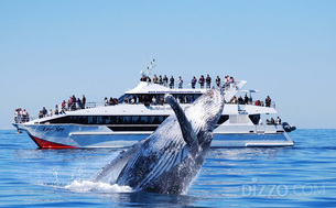 혹등 고래, 남방긴수염고래, 범고래 등 다양한 고래 만나볼 수 있는 호주의 관광지