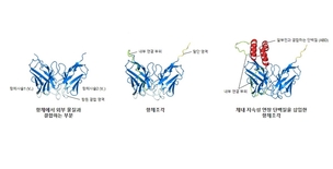 항체 지속시간 100배 높이는 항암플랫폼 개발