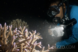 호주 퀸즈랜드주 관광청, 해양 산호보육기관에서 첫 산호산란 확인