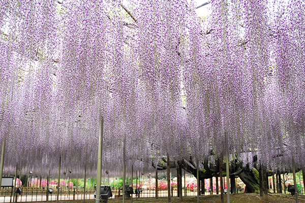 일본 근교로 떠나는 '맛'있는 봄나들이 명소