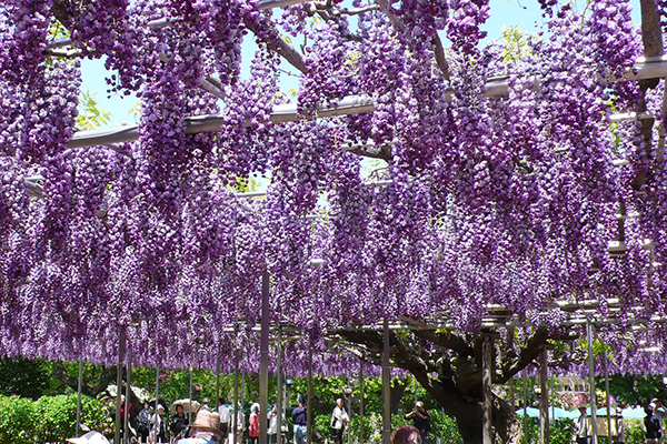 일본 근교로 떠나는 '맛'있는 봄나들이 명소