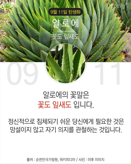 9월 11일 탄생화 '알로에'