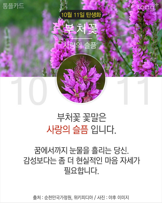 10월 11일 탄생화 '부처꽃'