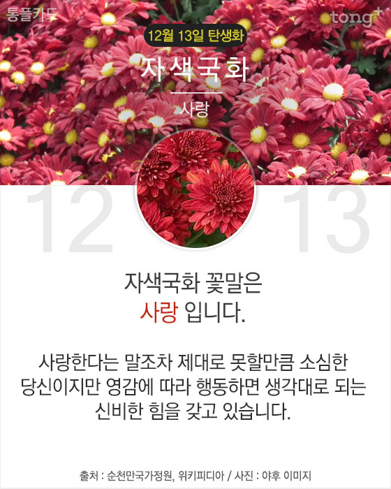 12월 13일 탄생화 '자색국화'