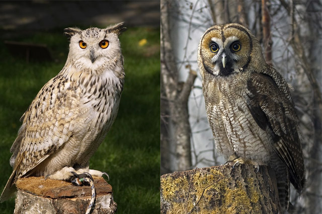수리부엉이(왼쪽)와 큰회색올빼미/사진=픽사베이