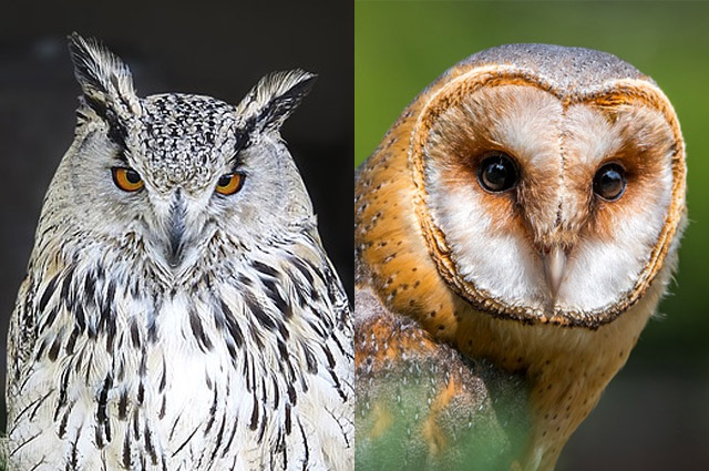 머리 위에 귓뿔깃이 있는 칡부엉이(왼쪽)와 귓뿔깃이 없어 머리 모양이 매끈한 헛간올빼미/사진=픽사베이