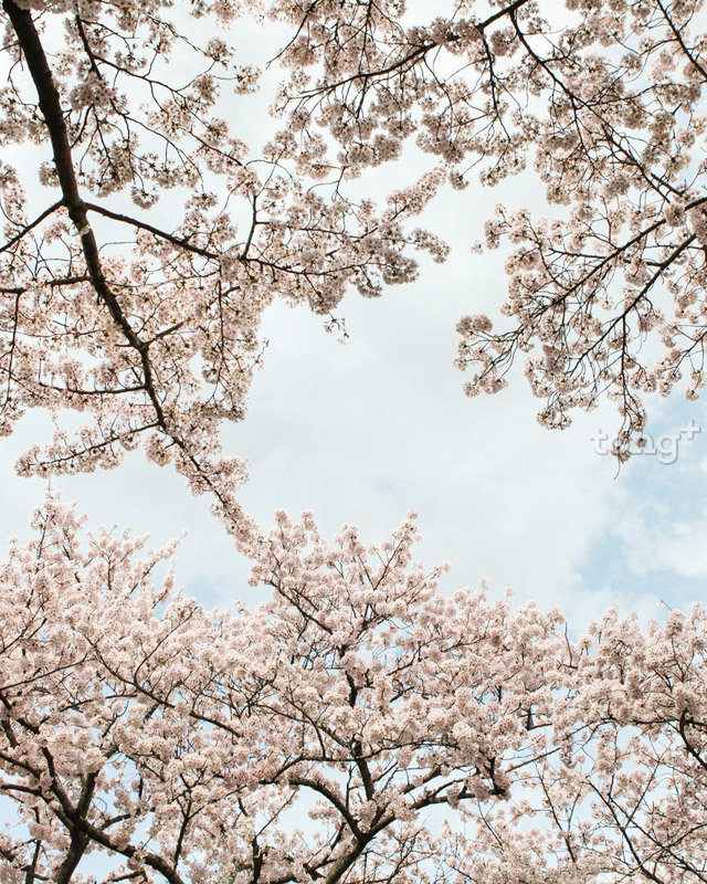 4월 제주로 여행간다면 놓쳐서는 안 될 10가지