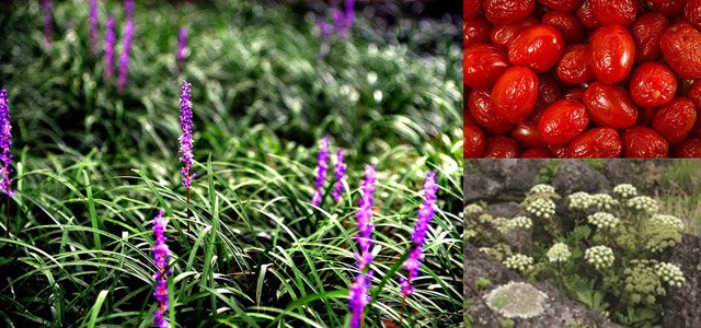 맥문동(왼쪽), 구기자(오른쪽 위), 갯기름나물(오른쪽 아래) / 사진=픽사베이, 농촌진흥청