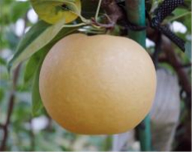 우리 배 '신화' 품종 /사진=농촌진흥청