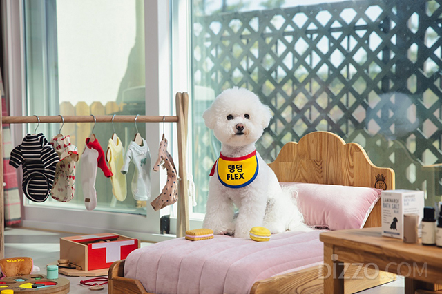 펫팸족(Pet+Family) 수요 증가 추세…반려견 맞춤 혜택으로 구성한 다채로운 '호텔 펫캉스' 