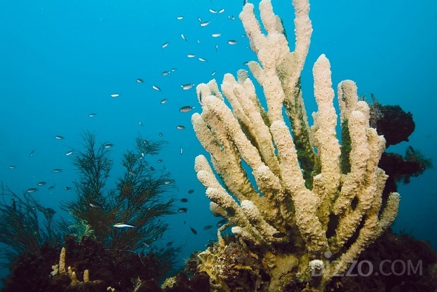 오키카와 마루 난파선 속 산호(Corals in Okikawa Maru)(사진제공=필리핀 관광부)