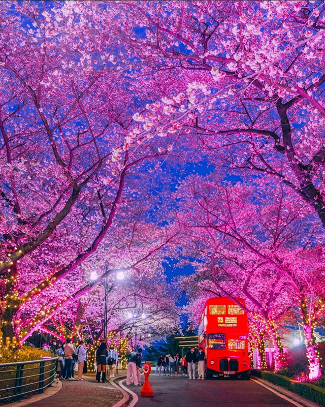 대구 이월드 벚꽃축제(사진출처: 대구 이월드 공식 인스타그램 계정)
