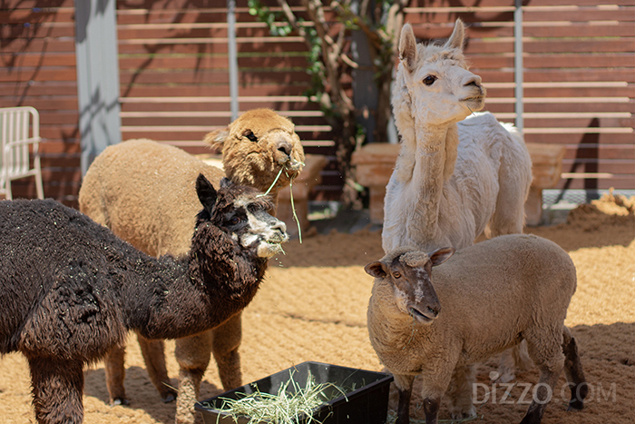 사진제공=제주신화월드 