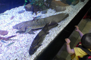 살아있는 물속 화석, '호주 폐어'