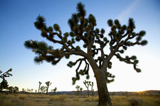 캘리포니아 국립공원으로 무료 출사 여행을!