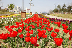 따뜻한 봄 내음 느낄 수 있는 한강 산책길 4곳