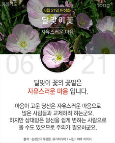 6월 21일 탄생화 &#39;달맞이 꽃&#39;