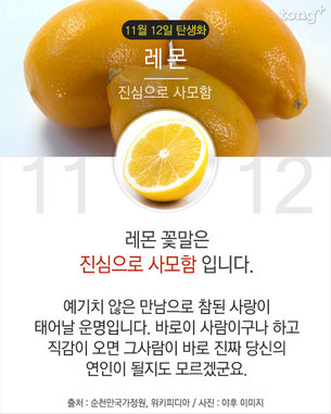 11월 12일 탄생화 &#39;레몬&#39;