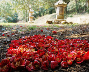 낙화가 아름다운 &#39;동백꽃 명소&#39; 통영 장사도, 강진 백련사, 고창 선운사 등