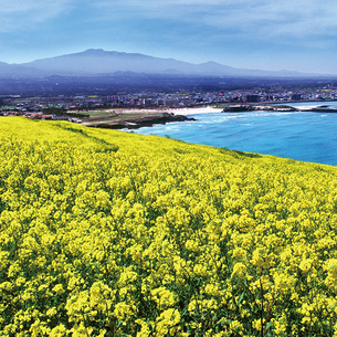 3월 제주도 여행을 한다면 놓치지 마세요! &#39;3월 제주도 여행 10선&#39;