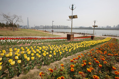 뚝섬 힐링숲, 잠원 꿀벌숲… 한강공원 테마숲