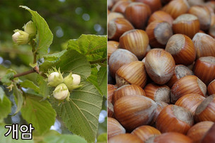 헷갈리지 마세요! ‘밤’, ‘개암’, ‘도토리’ 차이점