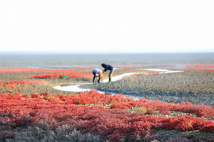 갯벌에도 단풍이! 붉게 물든 대부도 염생식물 군락지 장관