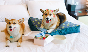 펫팸족을 위한 &#39;반려동물과 함께 즐기는 호캉스&#39;