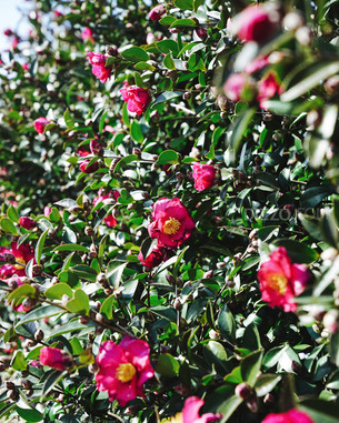 봄에 제주도를 가면 놓치지 말아야 할 명소