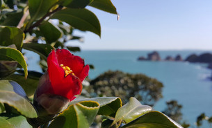 2018년 국립공원별 봄꽃 관찰 최적기는?