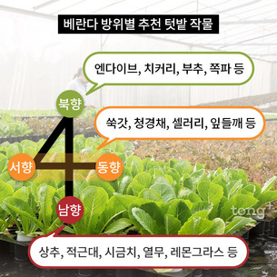베란다 텃밭, 우리 집에 맞는 채소는 무엇일까?