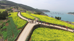 광양 매화, 진해 벚꽃, 태안 튤립…우리나라 대표 봄꽃 여행지 4곳