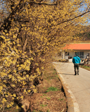 경기도를 대표하는 &#39;4월 봄꽃축제 5선&#39;