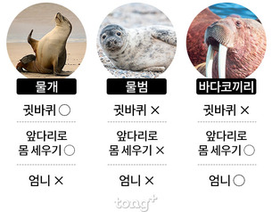 헷갈리지 마세요! ‘물개’, ‘물범’, ‘바다코끼리’ 차이점