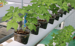 베란다에서 '새싹 삼' 쉽게 재배하는 방법