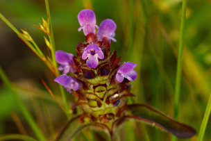 올 봄 들꽃의 아름다움 느껴볼까…&#39;소로우 길과 함께하는 우리 들꽃 이야기&#39;