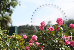 [주말 나들이] 꽃과 문화가 결합된 원조 꽃 축제 &#39;에버랜드 장미축제&#39;