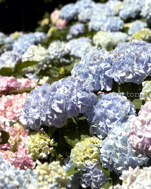 종달리 마을, 물영아리오름, 반딧불이 축제 등 6월 제주도 추천 여행지