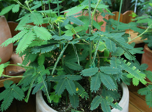 건드리면 오므리고, 소리에도 반응하는 신기한 식물 3종