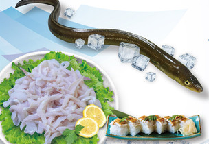 여름철 스태미너식으로 인기 많은 생선 '붕장어'